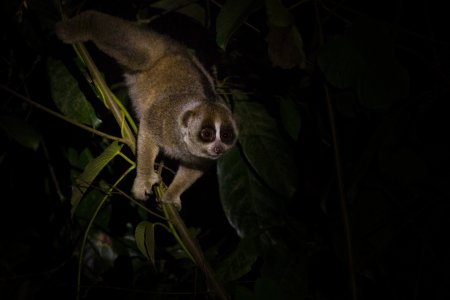 Greater slow loris (Nycticebus coucang) in its natural environment