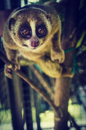 The greater slow loris (Nycticebus coucang)