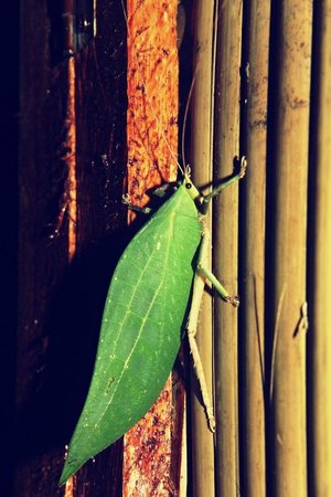 The insect is one of the major food sources of slow lorises