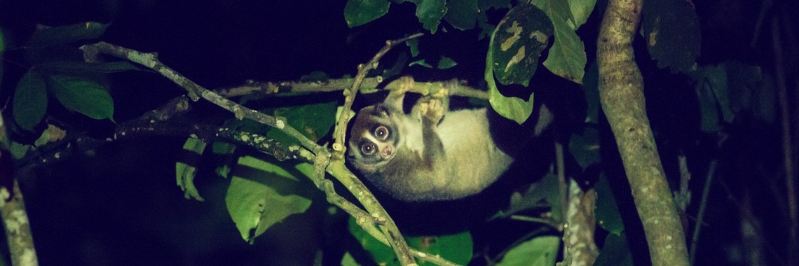 slow loris